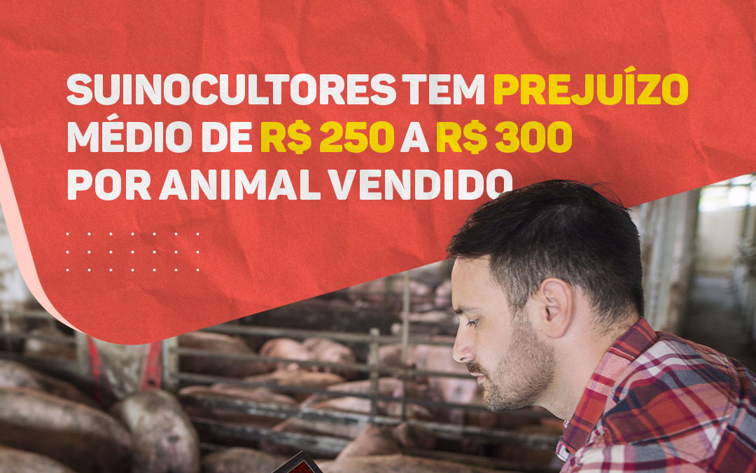 Suinocultores têm prejuízo médio de R$250 a R$300 por animal vendido